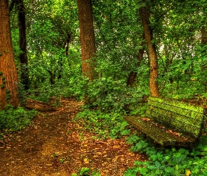 Ścieżka, Ławeczka, Las