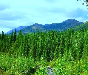Góry, Las