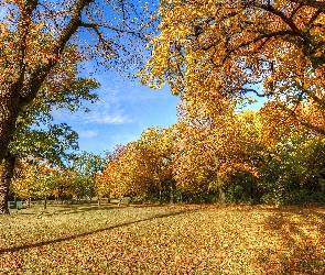 Jesień, Drzewa, Park