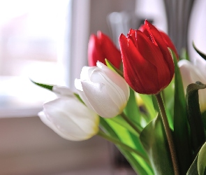 Białe, Tulipany, Czerwone