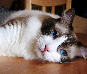 Niebieskie, Oczy, Kotek