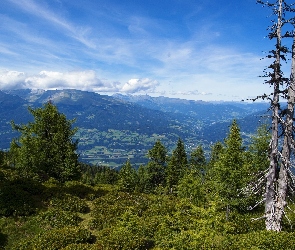 Góry, Lasy