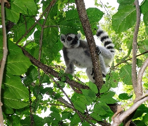 Gałęzie, Liście, Lemur