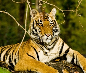 Obserwator, Tygrys Indyjski