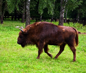 Żubr, Narodowy, Białowieski, Park