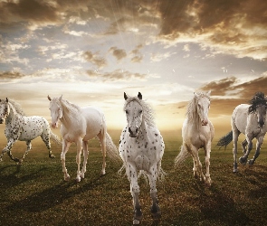 Konie, Białe, Słońca, Zachód, Pole, Stado