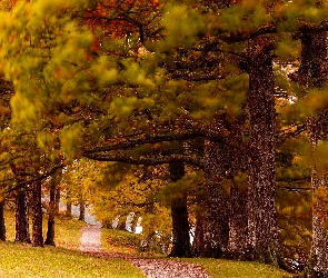 Jesień, Szpaler Drzew, Park, Aleja