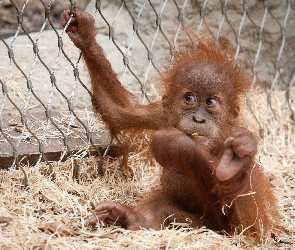 Orangutan, Młody