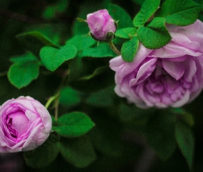 Róże, Fioletowe