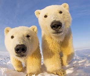 Niedźwiedzie, Zima, Śnieg, Polarne