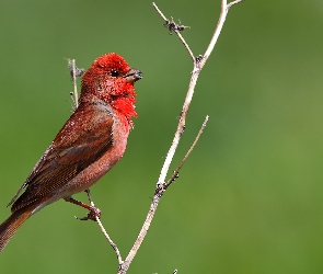 Ptak, Gałązka, Czerwony