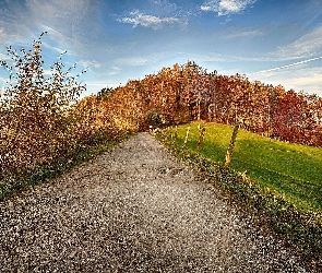 Ogrodzenie, Krzewy, Droga, Jesień, Pola, Drzewa