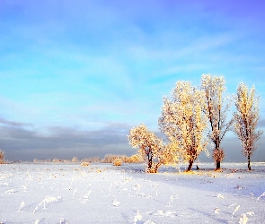 Zima, Drzewa, Oszronione