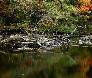 Konar, Kamienie, Las, Jezioro