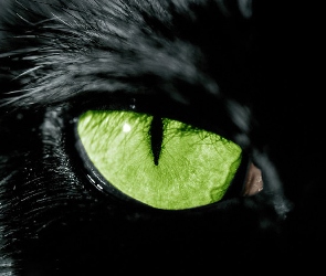 Oko, Zielone, Czarny, Kot