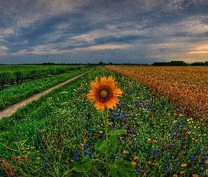 Słonecznik, Trawa, Pole, Słońca, Niebo, Ścieżka, Zachód, Kwiaty