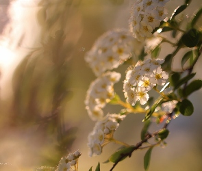 Kwiaty, Białe, Tawuła Van Houttea, Krzew