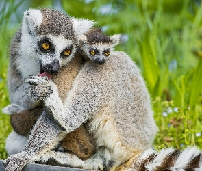 Dwa, Lemury