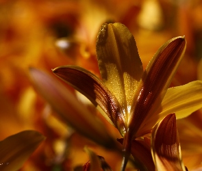 Lilie, Kwiaty, Żółte