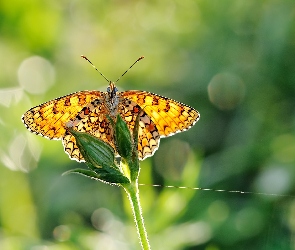 Motyl, Motylek