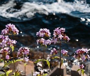 Fioletowe, Fale, Morze, Kwiatki