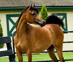 Koń, Arab