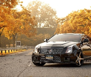 Cadillac, Droga, Drzewa, CTS-V