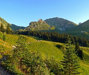 Las, Góry, Łąka