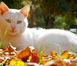 Kotek, Jesień, Biały