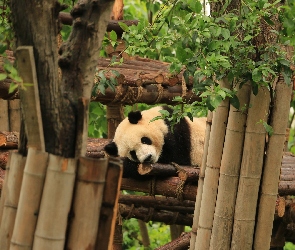 Ogrodzenie, Drzewa, Panda