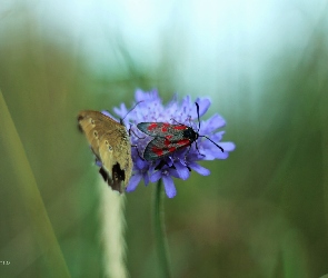 Skrzydła, Owad, Kwiat, Motyl