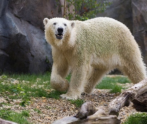 Niedźwiedź, Skały, Polarny