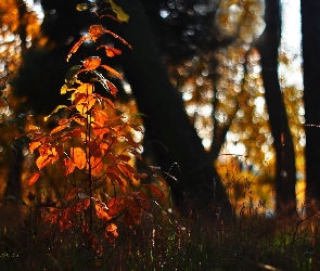 Liście, Rośliny, Jesień