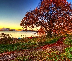 Jesień, Drzewo, Zachód, Słońca, Jezioro