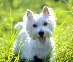 słodki, trawa, soczysta, West Highland White Terrier