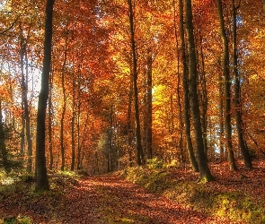 Las, Jesień, Ścieżka