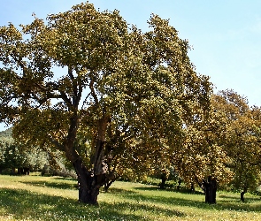 Łąka, Cienie, Dęby