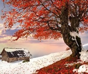Domki, Drzewo, Zima, Śnieg