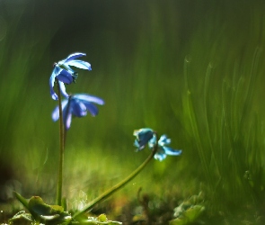 Niebieskie, Kwiaty, Cebulica Syberyjska