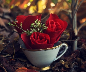 Róża, Runo, Filiżanka, Czerwona