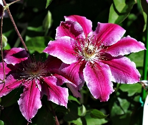 Kwiaty, Clematis, Różowe