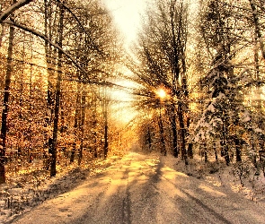 Droga, Promienie słońca, Zima, Las