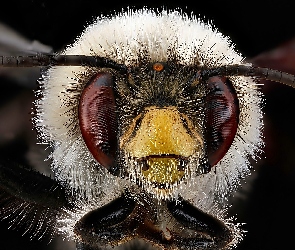 Owad, Makro, Głowa, Pszczoła