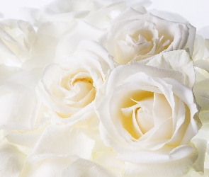 Róża, Biała