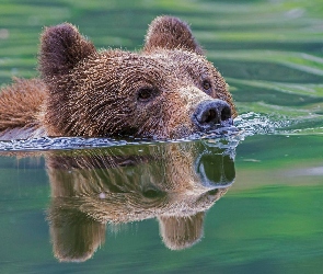 Niedźwiedź, Woda, Głowa