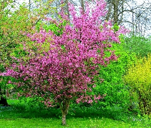 Kwitnące, Krzewy, Wiosna