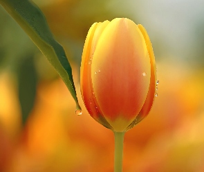 Żółty, Tulipan