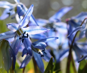 Cebulica Syberyjska, Kwiaty, Niebieskie