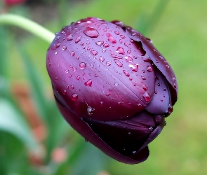 Krople, Deszczu, Tulipan