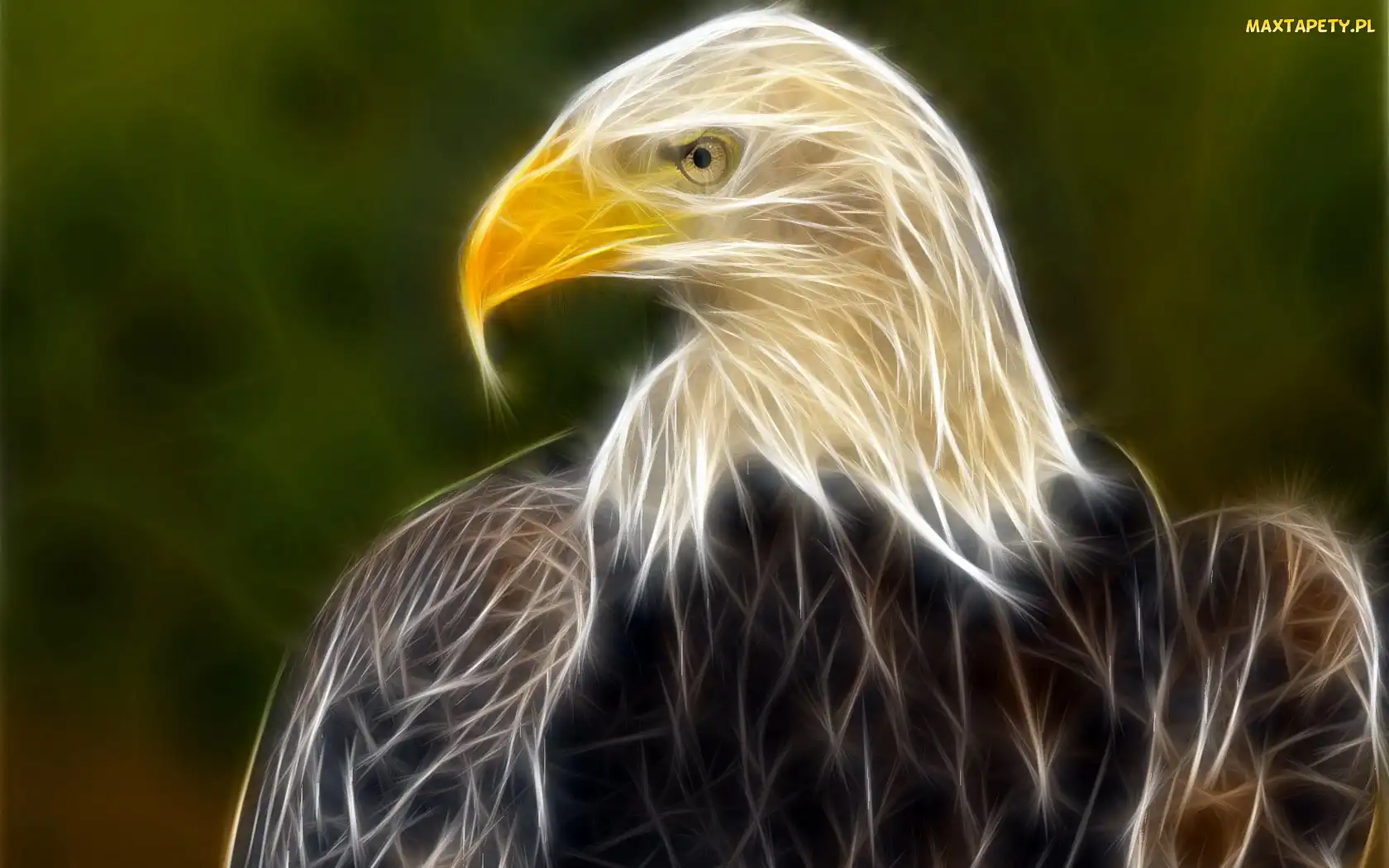 Bielik amerykański, Fractalius